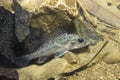 Freshwater fish Ruffe Gymnocephalus cernuus in the beautiful clean pound. Underwater photography in the river habitat. Wild life Royalty Free Stock Photo