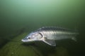 Freshwater fish Russian sturgeon, acipenser gueldenstaedti in the beautiful clean river. Underwater photography of swimming Royalty Free Stock Photo