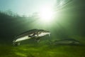 Freshwater fish Russian sturgeon, acipenser gueldenstaedti in the beautiful clean river. Underwater photography Royalty Free Stock Photo