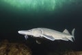 Freshwater fish Siberian Sturgeon, Acipenser baeri in the beautiful clean river. Underwater photography of swimming sturgeon in Royalty Free Stock Photo