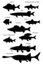 Freshwater fish silhouettes. Vector drawing illustration. Royalty Free Stock Photo