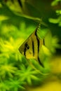 Freshwater fish species: Angelfish with green background