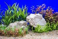 freshwater fish tank plante Royalty Free Stock Photo