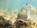 Freshwater fish tench Tinca tinca Underwater photography