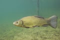 Freshwater fish tench Tinca tinca Underwater photography Royalty Free Stock Photo