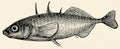 The freshwater fish - three-spined stickleback (Gasterosteus aculeatus).