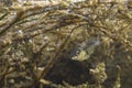 Freshwater fish Three spined stickleback Gasterosteus aculeatus underwater