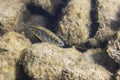 Freshwater fish Three spined stickleback Gasterosteus aculeatus underwater