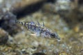 Freshwater fish Three spined stickleback Gasterosteus aculeatus underwater