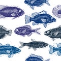 Freshwater fish vector endless pattern, nature and marine theme Royalty Free Stock Photo