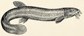 The freshwater fish - weatherfish (Misgurnus fossilis) Royalty Free Stock Photo