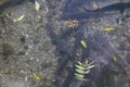 Freshwater fishes Sturgeon sterlet, Acipenser ruthenus in clear water with shallow rock and fall leaves. Top view