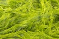 Freshwater green algae scientific name is Spirogyra sp