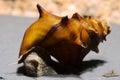 Freshwater Aquarim Horned Armour Snail Brotia pagodula Royalty Free Stock Photo