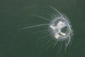 Freshwater jellyfish Craspedacusta sowerbii, Underwater photograph