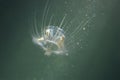 Freshwater jellyfish Craspedacusta sowerbii, Underwater photograph