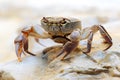 Freshwater land crab Royalty Free Stock Photo