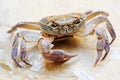 Freshwater land crab Royalty Free Stock Photo