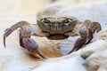 Freshwater land crab Royalty Free Stock Photo