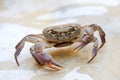 Freshwater land crab Royalty Free Stock Photo