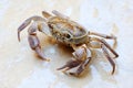 Freshwater land crab Royalty Free Stock Photo