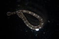 Freshwater leech Piscicola geometra by microscope. Parasite, disease of fish. Hydrobiology Royalty Free Stock Photo