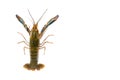 Freshwater lobster or crayfish