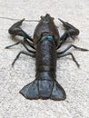 Freshwater lobster or shrimp, rear view shot