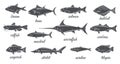 Freshwater and marine silhouette fishes. Fish vintage silhouettes, catfish halibut tilapia salmon mackerel tuna bass