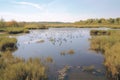 freshwater marsh, with birds and other wildlife visible