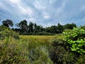 Freshwater marsh near Clementi forest