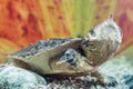 Freshwater matamata fringed turtle Chelus fimbriatus swims in an aquarium