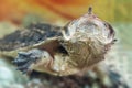 Freshwater matamata fringed turtle Chelus fimbriatus swims in an aquarium