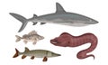 Freshwater and Ocean Fishes Collection, Commercial Fish Species Vector Illustration Royalty Free Stock Photo