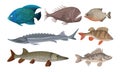 Freshwater and Ocean Fishes Set, Commercial Fish Species Vector Illustration Royalty Free Stock Photo