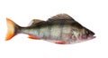 Freshwater perch