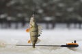 Freshwater perch fishing