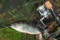 Big freshwater perch on landing net with fishery catch in it and
