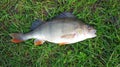 Freshwater Perch (Perca fluviatilis) a predator.