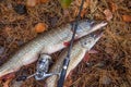 Freshwater pike fish. Two freshwater pike fish and fishing rod with reel on yellow leaves at autumn time Royalty Free Stock Photo