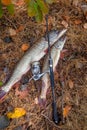 Freshwater pike fish. Two freshwater pike fish and fishing rod with reel on yellow leaves at autumn time Royalty Free Stock Photo