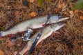 Freshwater pike fish. Two freshwater pike fish and fishing rod with reel on yellow leaves at autumn time Royalty Free Stock Photo