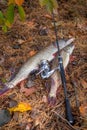 Freshwater pike fish. Two freshwater pike fish and fishing rod with reel on yellow leaves at autumn time Royalty Free Stock Photo