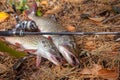 Freshwater pike fish. Two freshwater pike fish and fishing rod with reel on yellow leaves at autumn time Royalty Free Stock Photo