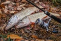 Freshwater pike fish. Two freshwater pikes fish and fishing rod with reel on yellow leaves at autumn time Royalty Free Stock Photo