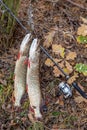 Freshwater pike fish. Two freshwater pike fish on fish stringer and fishing rod with reel on yellow leaves at autumn time Royalty Free Stock Photo