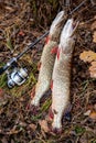 Freshwater pike fish. Two freshwater pike fish on fish stringer and fishing rod with reel on yellow leaves at autumn time Royalty Free Stock Photo
