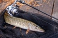 Freshwater pike and fishing equipment lies on landing net. Composition on wooden background with yellow leaves