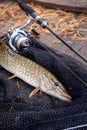 Freshwater pike and fishing equipment lies on landing net. Composition on wooden background with yellow leaves
