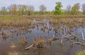 Freshwater Pond with a Beaver House Royalty Free Stock Photo